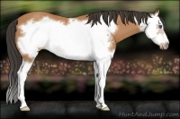 Horse Color:Bay Splash Frame 