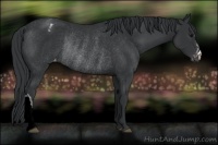 Horse Color:Black Appaloosa Rabicano