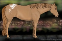 Horse Color:Chestnut Appaloosa 