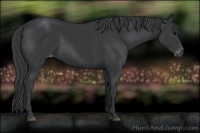 Horse Color:Black Appaloosa