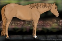Horse Color:Chestnut Appaloosa 