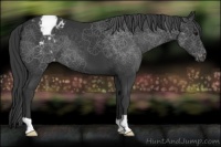 Horse Color:Black Appaloosa 