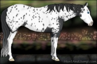 Horse Color:Black Splash Appaloosa Rabicano