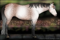 Horse Color:Gray Bay Appaloosa 