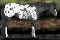 Horse Color:Black Appaloosa 