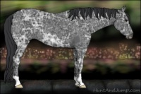 Horse Color:Black Ice 
