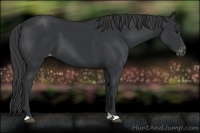 Horse Color:Black Appaloosa 