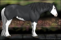 Horse Color:Black Splash