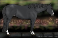 Horse Color:Black Sabino Appaloosa 