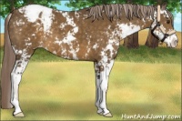 Horse Color:Chocolate Palomino Sabino Appaloosa