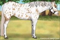 Horse Color:Palomino Sabino Appaloosa 