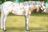 Horse Color:Palomino Sabino Appaloosa 