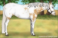 Horse Color:Palomino Sabino Appaloosa