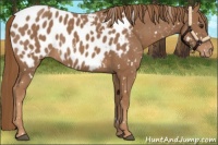 Horse Color:White Spotted Chestnut Sabino Appaloosa 