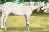 Horse Color:Cremello Snowflake Varnish
