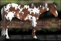 Horse Color:White Spotted Liver Chestnut Varnish 