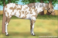 Horse Color:White Spotted Chocolate Palomino Dun Blanket