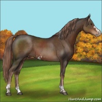 Horse Color:Liver Chestnut Sabino Rabicano 