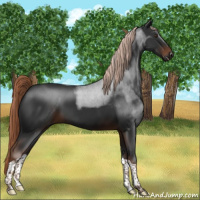 Horse Color:Gray Liver Chestnut Sabino Tobiano Rabicano