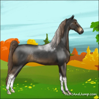 Horse Color:Gray Chocolate Palomino Roan Tobiano Rabicano
