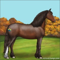 Horse Color:Liver Chestnut 