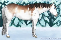 Horse Color:Bay Onyx Splash 