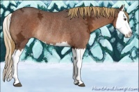Horse Color:Liver Chestnut Ice Splash Rabicano 
