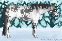 Horse Color:White Spotted Blue Roan 
