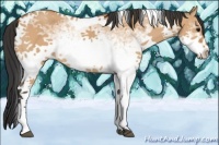 Horse Color:White Spotted Bay Dun Tobiano 