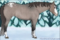 Horse Color:Grullo Roan Splash Appaloosa Rabicano 