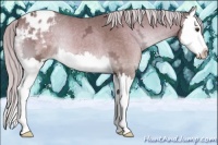 Horse Color:Palomino Ice Onyx Splash Appaloosa 