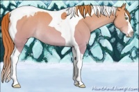 Horse Color:Gold Champagne Splash Tobiano Appaloosa Rabicano 