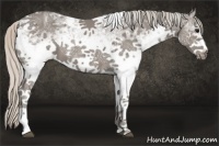 Horse Color:White Spotted Silver Black Ice Tobiano 