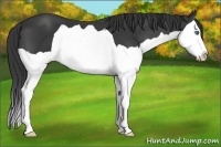 Horse Color:Black Splash