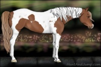 Horse Color:Chestnut Tobiano 