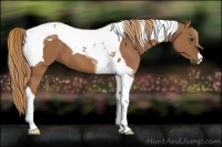 Horse Color:Chestnut Tobiano