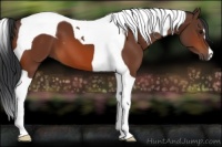 Horse Color:Bay Tobiano 