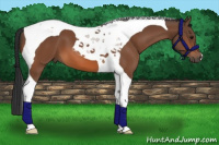 Horse Color:Bay Tobiano