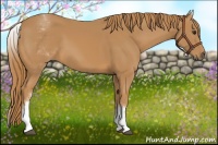 Horse Color:White Spotted Chestnut 