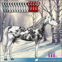 Horse Color:Liver Chestnut Mushroom Sabino