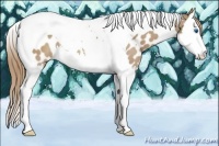 Horse Color:Red Dun Splash Tobiano Near Leopard 