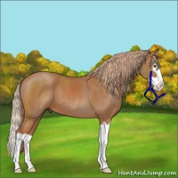 Horse Color:Chestnut Splash 