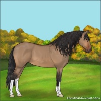 Horse Color:Bay Dun