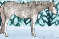 Horse Color:White Spotted Silver Grullo 