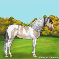 Horse Color:White Spotted Bay Dun Tobiano 