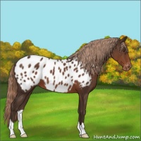 Horse Color:Liver Chestnut Appaloosa 