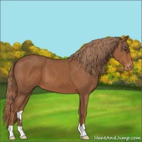 Horse Color:Chestnut Appaloosa 
