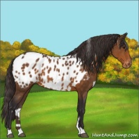 Horse Color:White Spotted Buckskin Appaloosa 