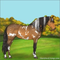 Horse Color:White Spotted Buckskin 