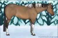 Horse Color:Bay Dun Tobiano 
